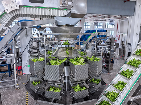 lettuce packing machine